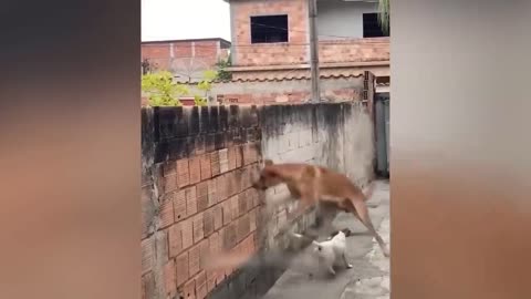 Funniest Animals 2024 😂 New Funny Cats and Dogs for more