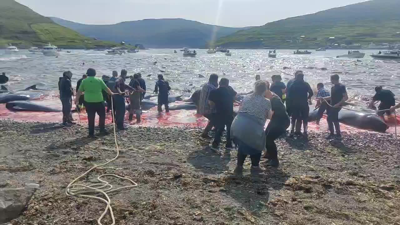 Faroe Islands - in one day - 447 Dolphins were killed in Blood Sport