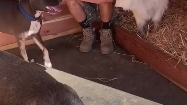 MELLO THE COW DOG 🤣🐄 Mooooo!! 🥰❤