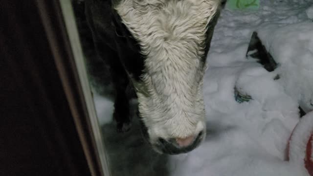 Cows Trick or Treating