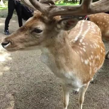 tame deer