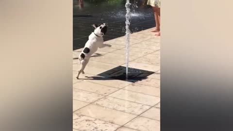 funny animals clips!!