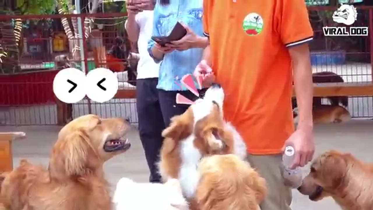 Dogs animals funny video not laughing 🤣🤣🤣