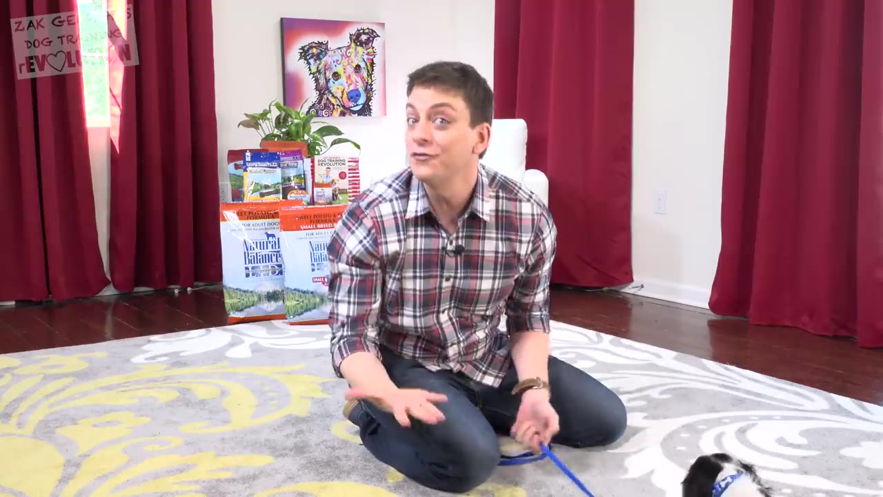 How to Train your Puppy to Love the Vet!