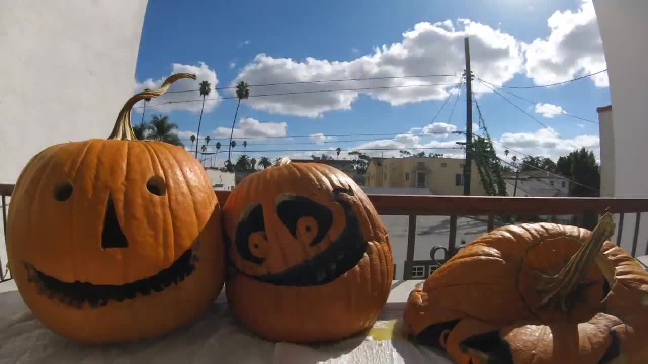 Pumpkins Rotting TimeLapse