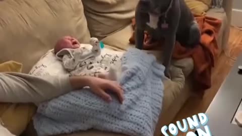 Cut dogs funny moments video