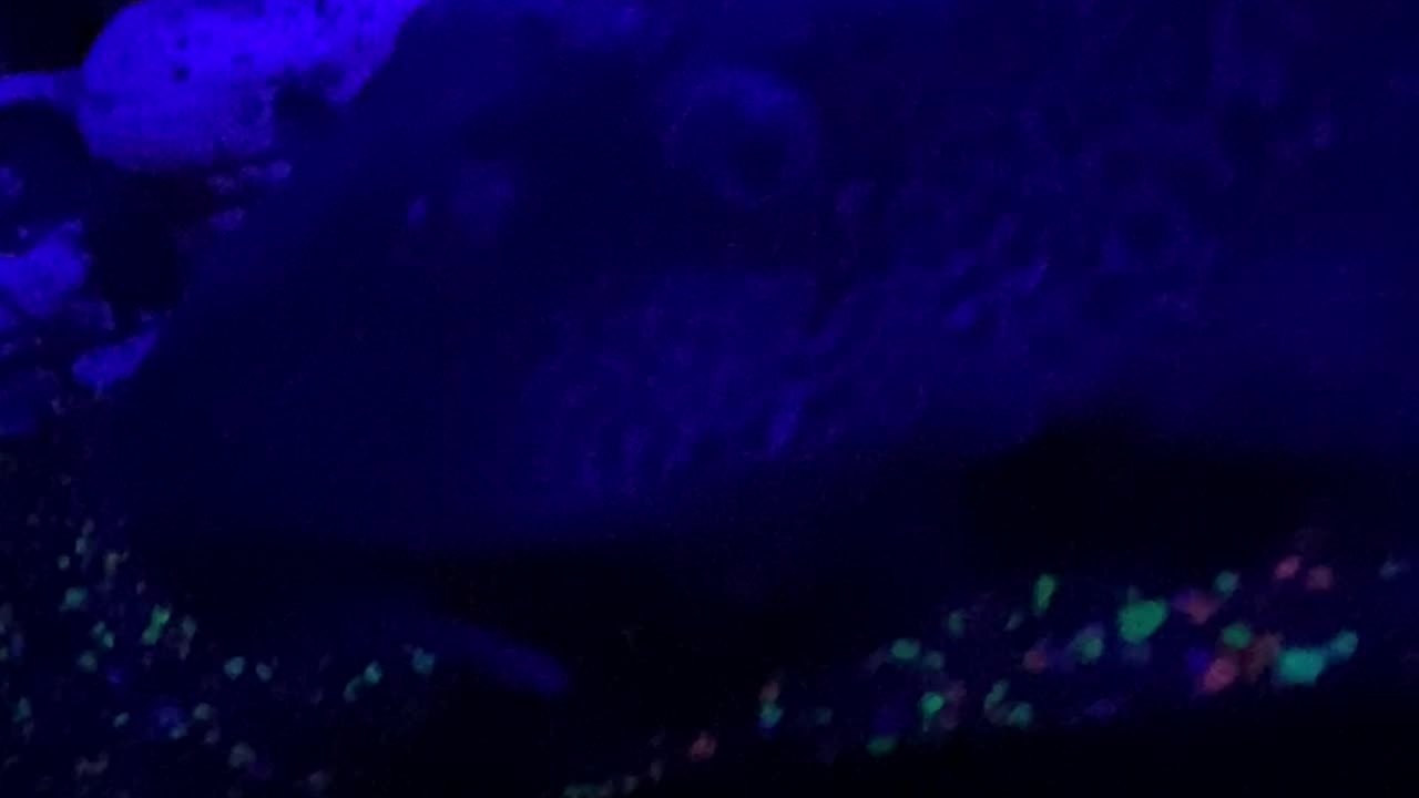 Underwater Wonderland