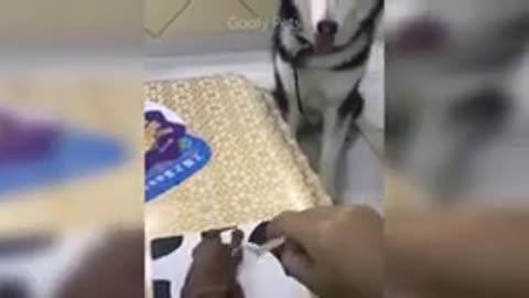 Cat Reaction to Cutting Cake - Funny Dog Cake Reaction Compilation