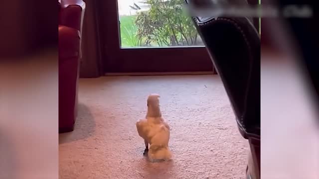 Vídeo de Animais Engraçados - Melhores Vídeos de Gatos😹 e Cachorros🐶 do Mês de 2022! #5