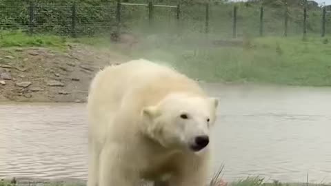 Polar bear gets a pumpkin ice block 🐻‍❄️🎃