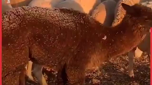 Australian Farmer’s Hilarious Relationship With His Animals | LADbible