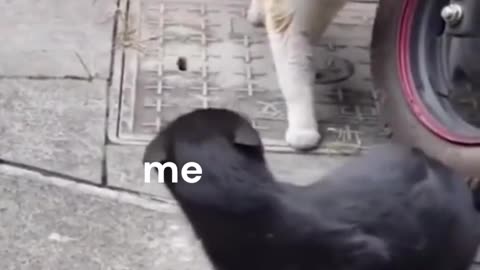 cat got caught