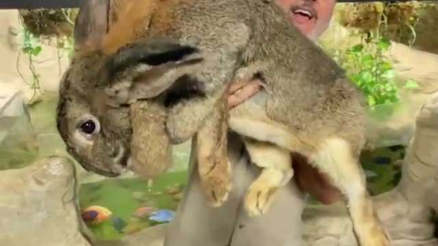 How old is this hare?