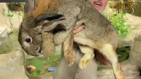 How old is this hare?