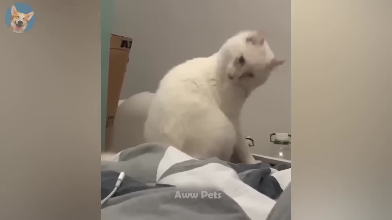 Funny cat