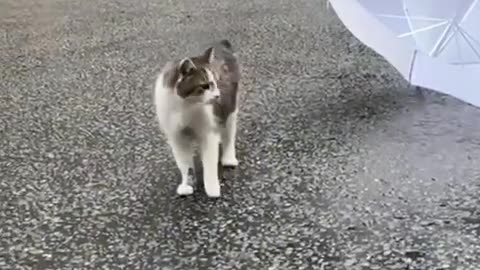 Larry, the UK's "chief mouser," waited with press to welcome Britain's new prime minister.