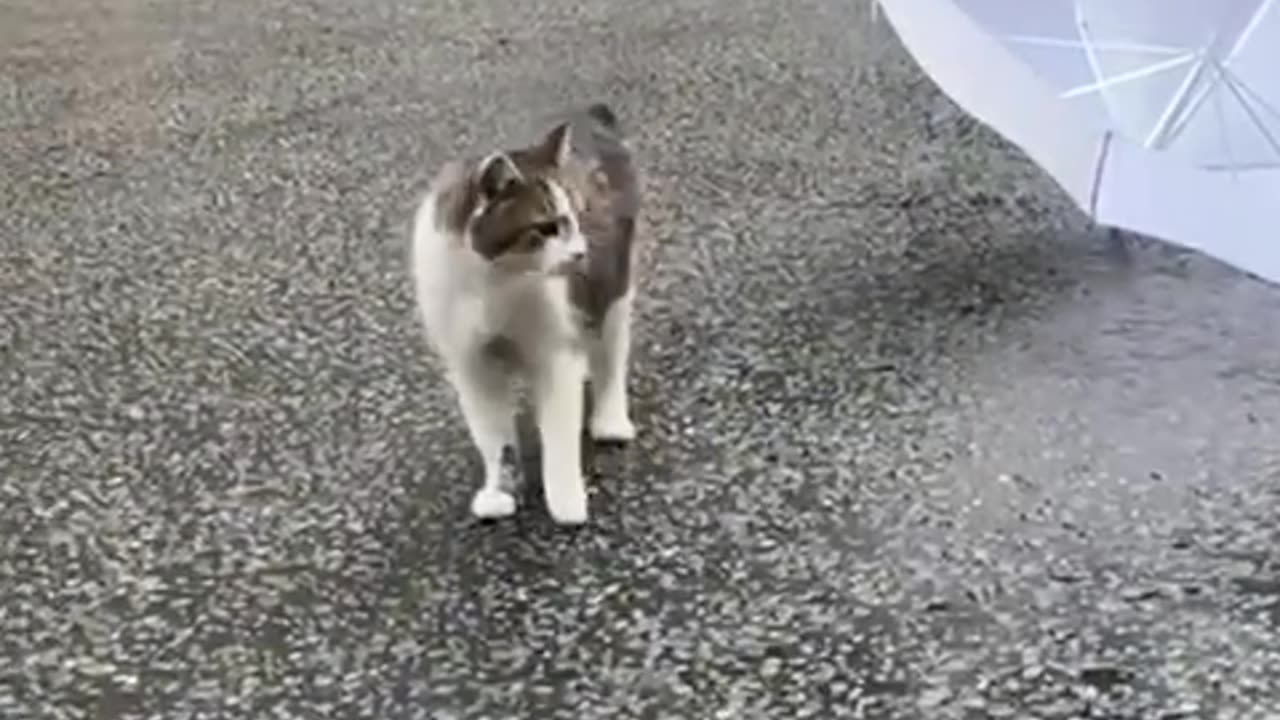 Larry, the UK's "chief mouser," waited with press to welcome Britain's new prime minister.