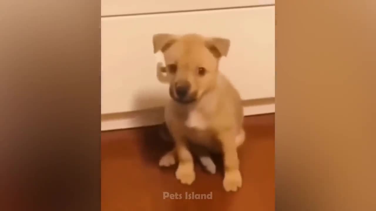 #funnyanimels#viralvideo