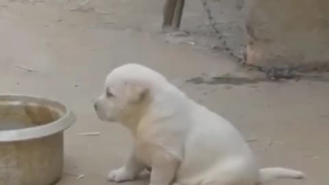 Baby dog funny video