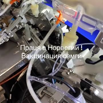 Impfung von Lachsfischen in Norwegen