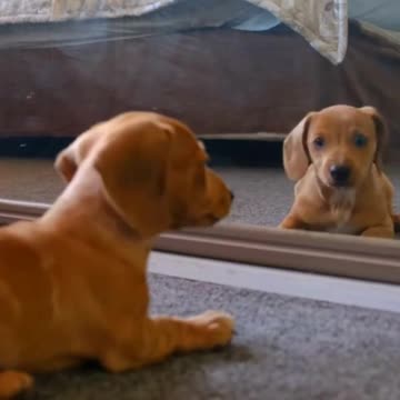 funny😂 dog reaction to seeing himself in the mirror😂