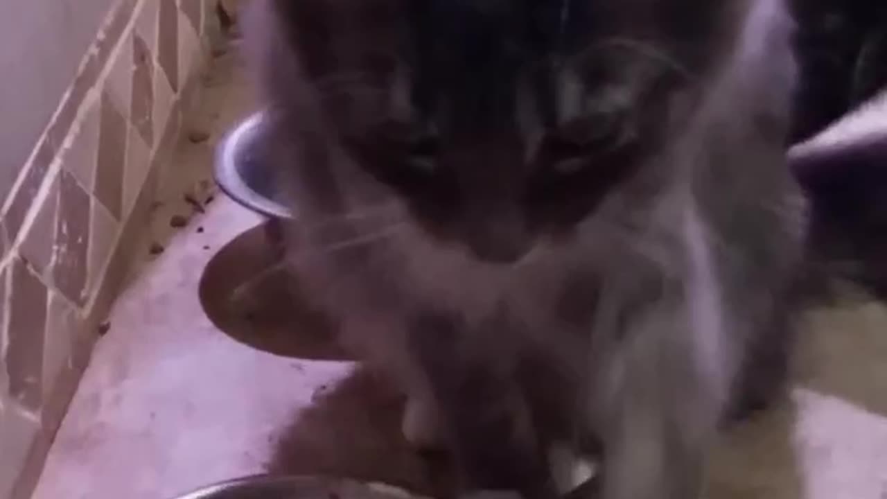 "Kitten Dutchess X Teaches Us How to Use A Spoon🤗🐱🐾💃🎤🎶