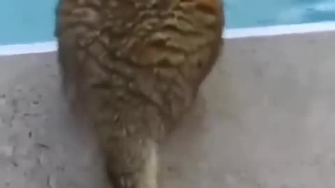 cute cat status video😻 | Funny cat moment #shortvideo