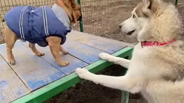 Husky argues with the Frenchman))) the Frenchman does not agree)))