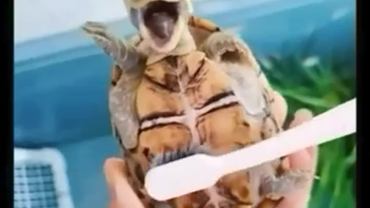 Funny animal video