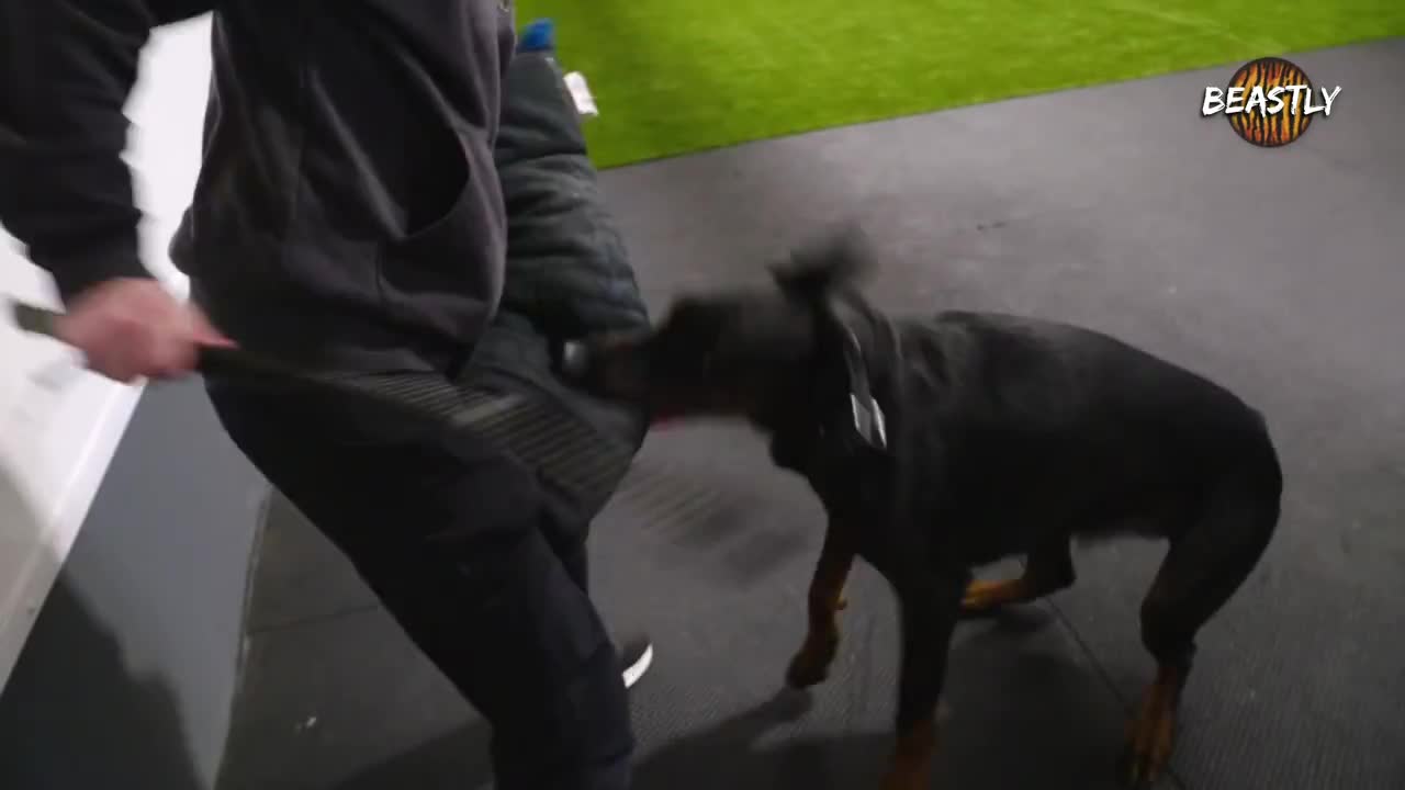 The World's Best Guard Dogs