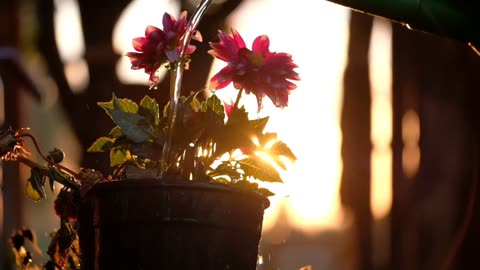Watering a flower pot.