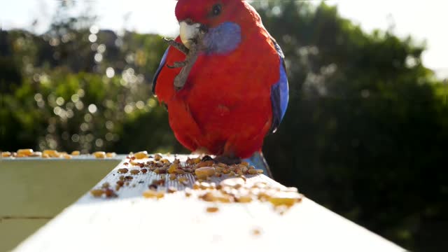 Colourful Wild Bird Eating Seeds Crimson Rosella