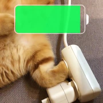 Cat after recharging