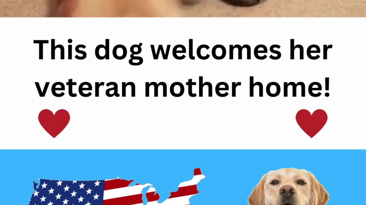 Dog welcomes veteran mom home.