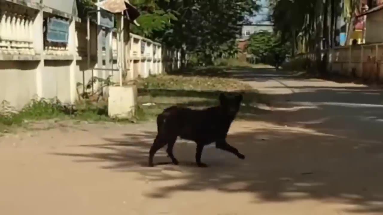 Funny Dog trolling video