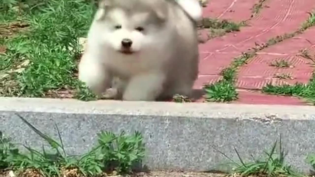 Sooooooo cute puppies 😘😘😍