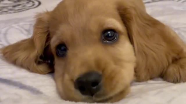 The little suckling dog is so cute, can you understand it