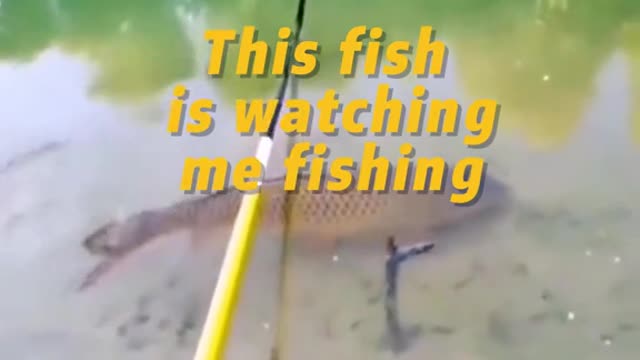 This fish is watching me fishing