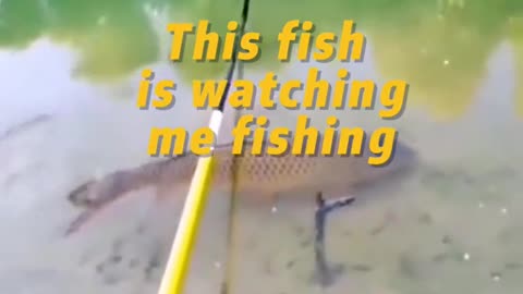 This fish is watching me fishing