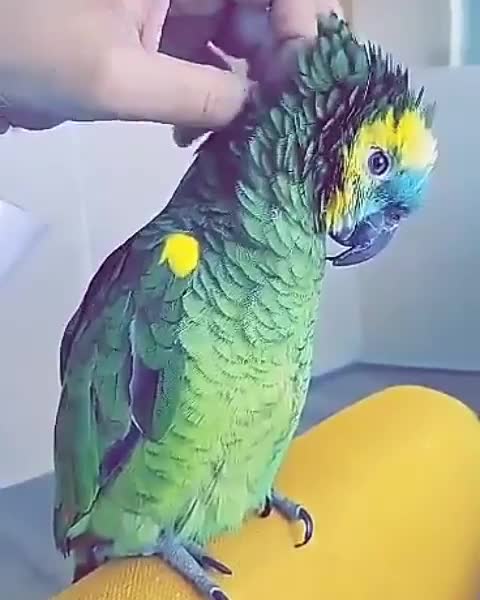 natural World bird sipping