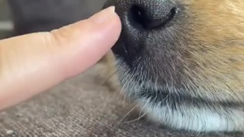 Cute Dog