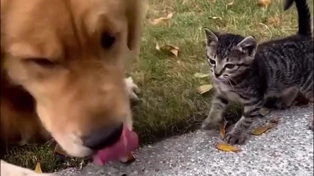 😂 Awesome Funny 🐶 Dogs And Cats 😸 - Funniest And Cute Pet Videos