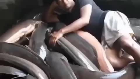 This is a beautiful and charming water-dwelling species