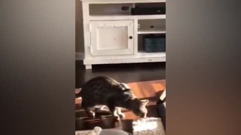 New Funny Animals 2023 Funniest Cats and Dogs Videos Part 11