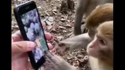 Funny monkey