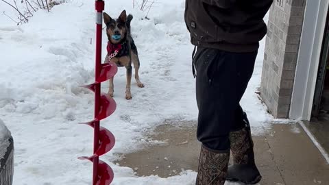 Dog Gets Excited To Go Ice Fishing
