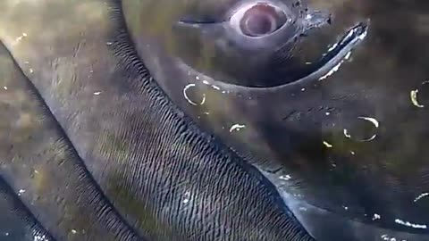 Locking eyes with an enormous humpback whale