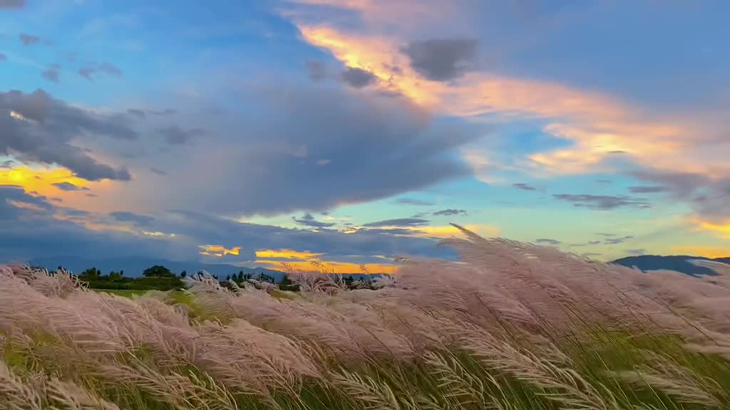 summer night wind