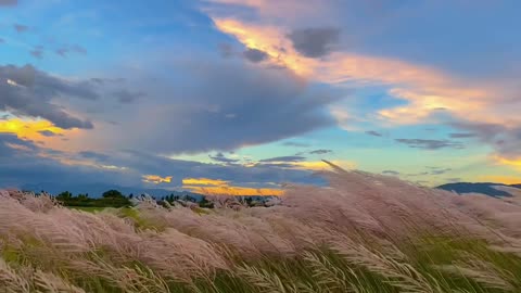 summer night wind