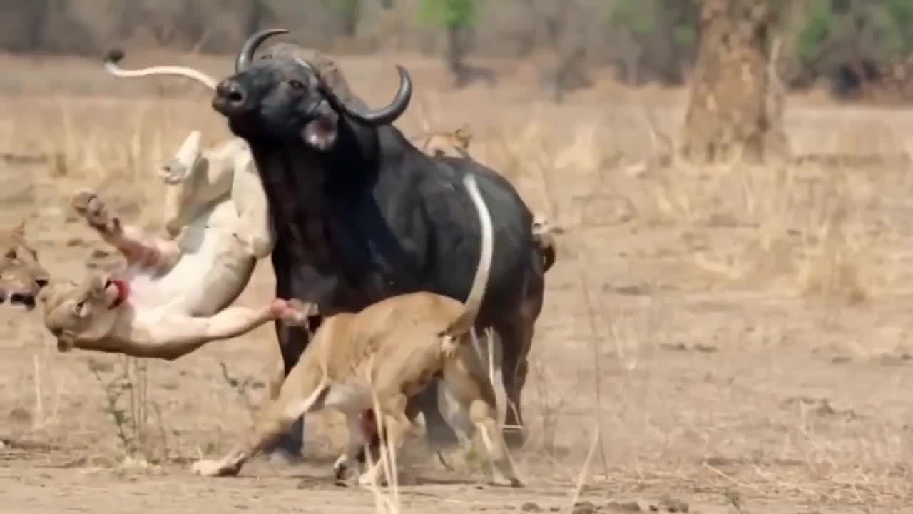 Animal fights each other very dangerous 2022